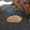 1Set Light Brown Rice Hull Chicken Coop Bedding Natural Nest Material 11