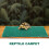 Reptile Doux Vert Pour Accessoires Animaux 6