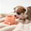 Biberon d'allaitement pour animaux de compagnie, pour chiots, 5