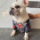 Elastischer Hunde-Overall für Hunde, Jungen, Mädchen,-XL 5