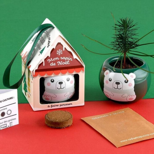 Teeltset - Spar - Kerstboom - Groen - Binnen 1