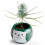 Teeltset - Spar - Kerstboom - Groen - Binnen 3