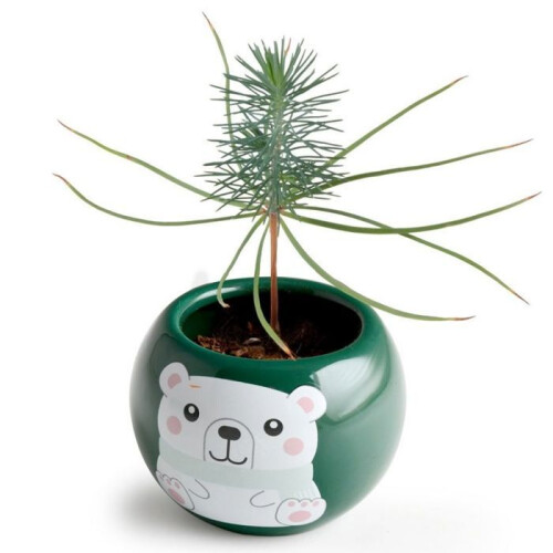 Teeltset - Spar - Kerstboom - Groen - Binnen 2