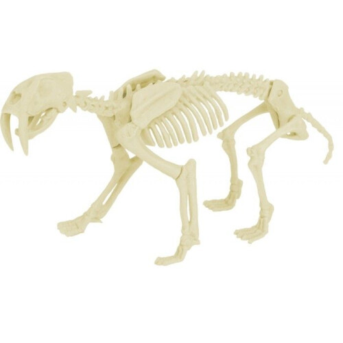 Ulysse - Paleo-setti - Smilodon 2