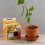 Kit de jardinage - Haricot Géant - Pot 8 cm - Marron - Kit éducatif enfant 1