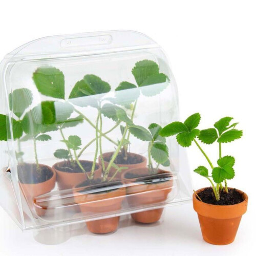 Mini-estufa - RADIS ET CAPUCINE - 6 vasos - Kit completo ecologicamente responsável - Para interior e varanda 2