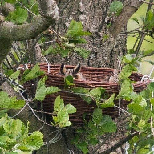 Owl Nestkast Middelste Uil 2