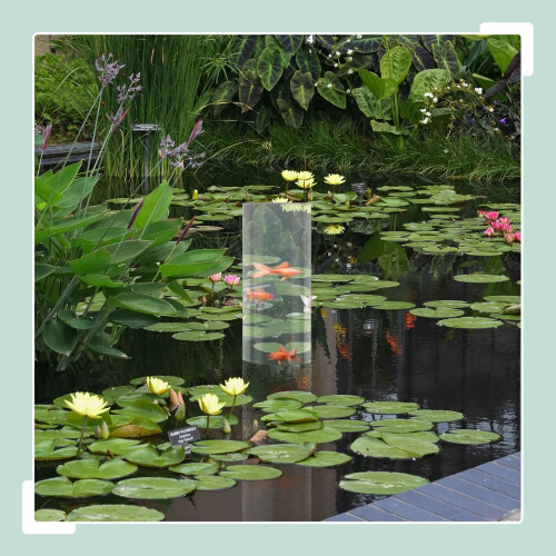 Pond Fish Observation Column, UV-Stable Acrylic 1