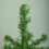 Samuel Alexander 5ft (1.5m) Green Colorado Spruce Artificial Christmas Tree with 337 tips 3