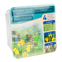 Moerings Waterplants Zone 3 Pond Plants Complete Aquatic Planting Kit – Purifying Plants (Iris, Acorus and Typha)