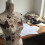 Dressmaker Dummy 36/38 with Stand, Adjustable Height 6