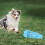 Kompakte Blaue Hundewasserflasche Und Robust 3
