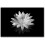 Tableau mural sur toile Lotus noir et blanc – Cadre en pin 2