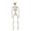 40cm Halloween Skeleton Decoration Plastic White 1