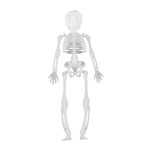 Poseable Skeleton Decor Prop for Halloween