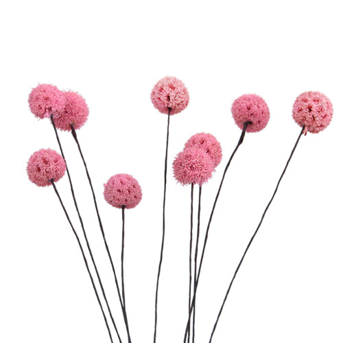 Billy Ball Dried Flower Decor – White, Pink, Red, Yellow,