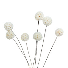 Billy Ball torkade blommor – vit, rosa, röd, gul,