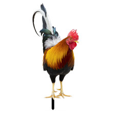 Acrylic Rooster Yard Decor25x11cm & 21x17cm