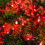 Red 100 LED Christmas String Lights 33ft Indoor Outdoor 4