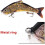 4-segmentiger Hard-Swimbait-Köder, 22,5 cm, 135 g 4