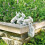 White Rabbit Figurines Set of 4 Resin 1