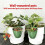 Strawberry Growing Cups Ventilated Design With Runner-L 4 5