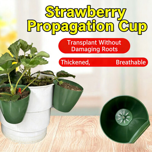 Food Grade Plastic Propagation Cups Including Runner Forks-L 6 1