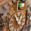 Black Forest Cuckoo Wall Clock with Pendulum, 12.4" 5