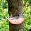 Bird Bath Tray Tree-Mounted 9.2 in x 2.7 in 3