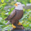 Resin Eagle Statue for Indoor Outdoor Decoration 1