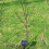 60-LED Solar Willow Branch Decor 5