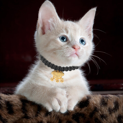 De Collier Pour Animaux Or Noir Polyester Avec Grelots 2