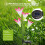Solar-Gartenleuchten Lilienblume LED 7-farbig 2 Stück 4