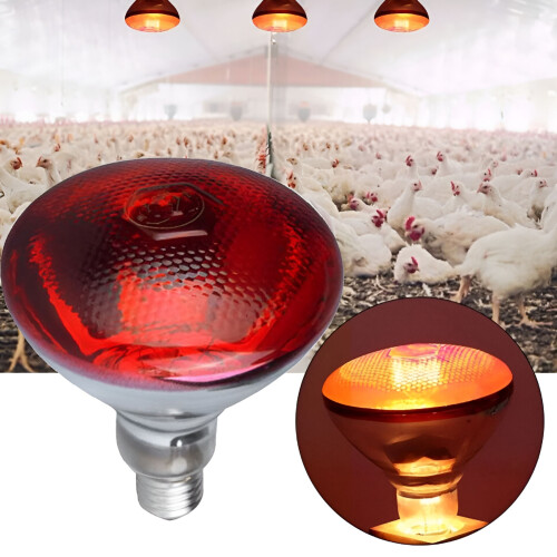 Lampada a infrarossi da 250 W per polli, maialini e uccelli 2