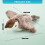 Selfteasing Chirping Bird Toy for Boredom Cats Remote Control 4