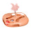 Intelligence Enhancing Puss Entertainment Toy on-Pink 1