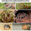 Boîte d'élevage de petits reptiles, Cage transparente en 5