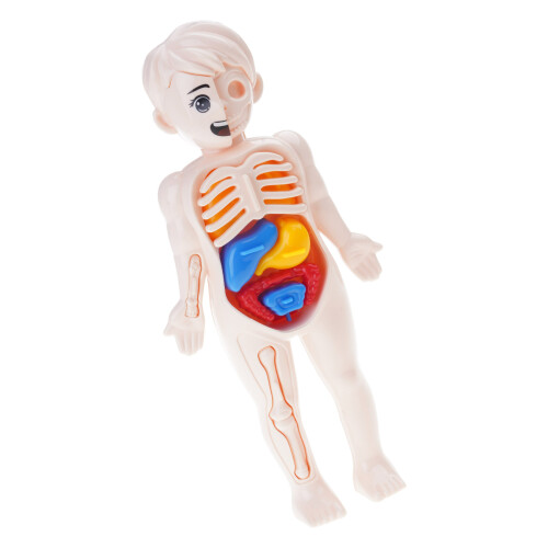 Modèle de corps humain avec organe détachable, jouet interactif