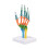 Life Size Anatomical Hand Bone Model With Movable Joints For 1
