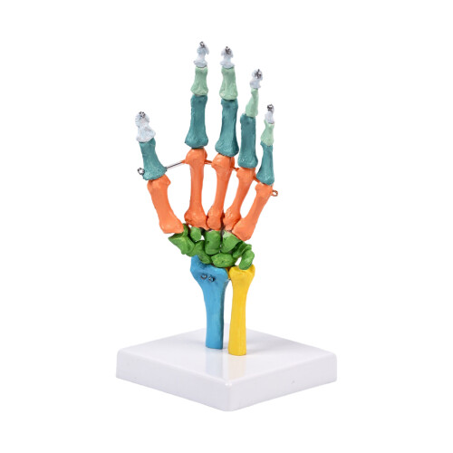 Life Size Anatomical Hand Bone Model With Movable Joints For