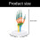 Life Size Anatomical Hand Bone Model With Movable Joints For 2