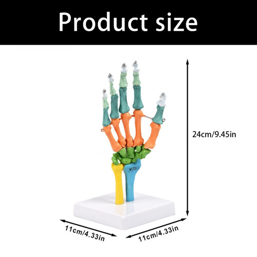 Life Size Anatomical Hand Bone Model With Movable Joints For 1