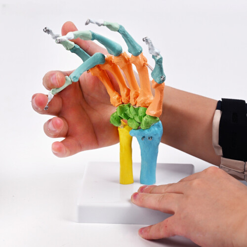 Life Size Anatomical Hand Bone Model With Movable Joints For 2