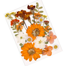 Pak van 1 natuurlijke geperste bloemset Heldere kleur-Oranje