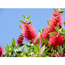Direct Plants Callistemon Bottle Brush Evergreen Shrub 3-4ft Extra Large in a 3 Litre Pot