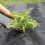 Breathable Heavy Duty Grass Control Mat 3.2oz Permeable-3x50FT 6