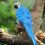 Parrot Status Wandhalterung - Harzblau 507 g 7