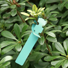 100 etichette verdi per alberi in vendita come set di piantine e semi da giardino.
