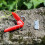 4pcs /Pack Melon and Fruit Picking Small Guillotine Grape Pinching Thumb Knife Vegetable Picker(Red) 3