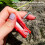 4pcs /Pack Melon and Fruit Picking Small Guillotine Grape Pinching Thumb Knife Vegetable Picker(Red) 4